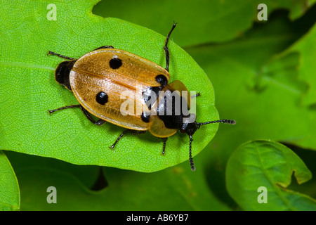 4 dendroxena maculata su foglie di quercia che mostra macchie potton bedfordshire Foto Stock