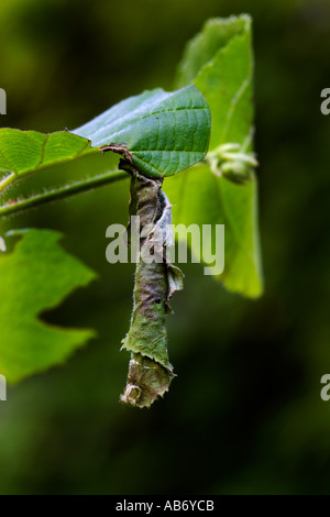 Hazel rullo foglia curculione coryl Apoderus le larve si nutrono in arrotolato in foglie di nocciolo che ha tagliato fino potton bedfordshire Foto Stock