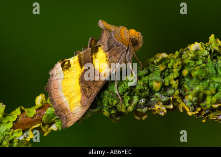 Ottone brunito (Diachrysia chrysitis) a riposo sul lichen coperto ramoscello potton bedfordshire Foto Stock