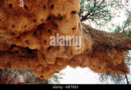 Nido comunale del tessitore socievole uccelli philetairus socius in un grande albero della Namibia Foto Stock