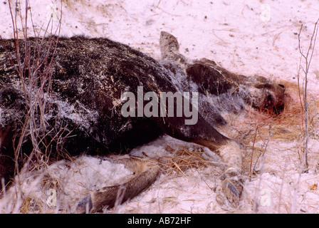 La carcassa di alci Vacca (Alces americana) ucciso da un veicolo su una strada in inverno in British Columbia Canada Foto Stock