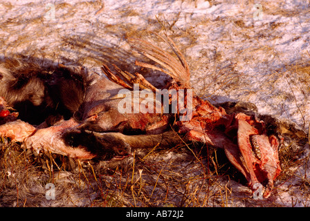 La carcassa di alci (Alces americana) ucciso da un veicolo su una strada in inverno in British Columbia Canada Foto Stock