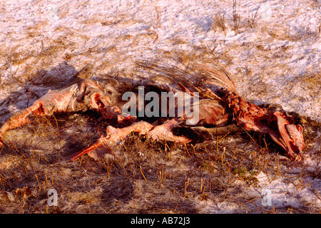 La carcassa di alci (Alces americana) ucciso da un veicolo su una strada in inverno in British Columbia Canada Foto Stock