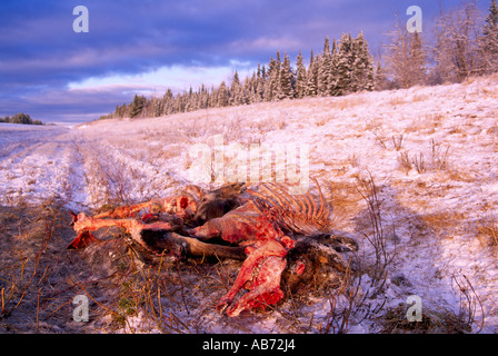 La carcassa di alci (Alces americana) ucciso da un veicolo su una strada in inverno in British Columbia Canada Foto Stock