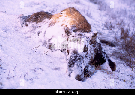 La carcassa di alci (Alces americana) ucciso da un veicolo su una strada in inverno in British Columbia Canada Foto Stock