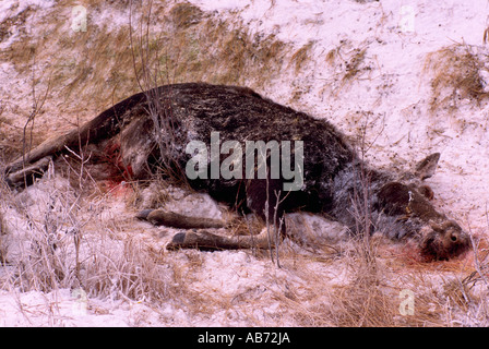 La carcassa di alci Vacca (Alces americana) ucciso da un veicolo su una strada in inverno in British Columbia Canada Foto Stock