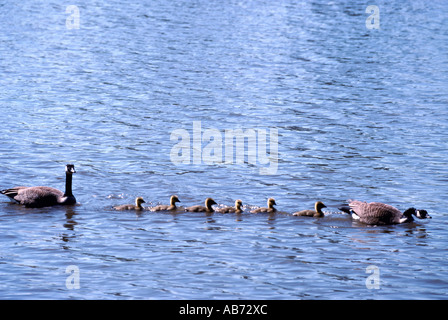 Oche del Canada (Branta canadensis) e una frizione di Goslings in British Columbia Canada Foto Stock
