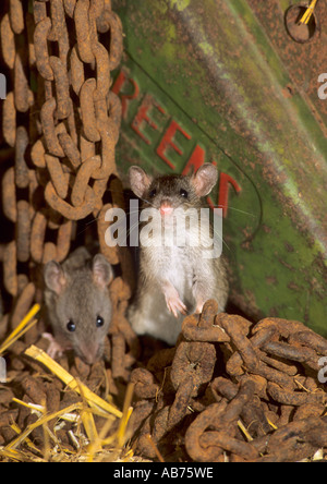 Marrone o la Norvegia rat Rattus norvegicus per la distribuzione in tutto il mondo. Captive Foto Stock