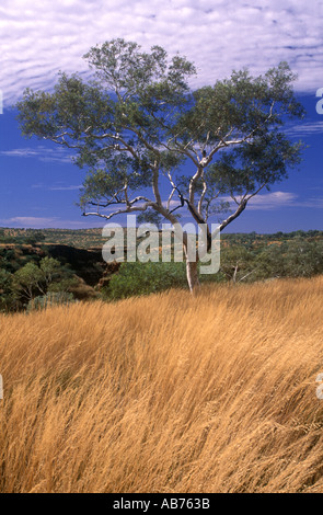 Australia occidentale Karajini Parco nazionale di un solitario gum tree trova da Oxers lookout nella gamma Hamersley Foto Stock