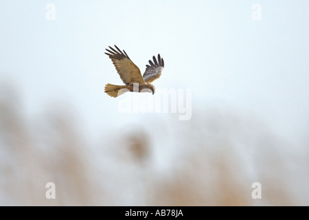 Falco di palude Circus aeruginosus maschio in volo sopra reedbed Norfolk Inghilterra possono Foto Stock