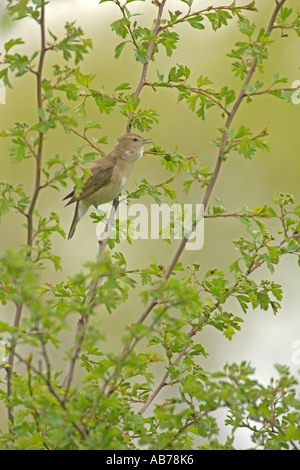 Giardino trillo Sylvia borin molla adulto a cantare in biancospino Cambridgeshire Inghilterra possono Foto Stock