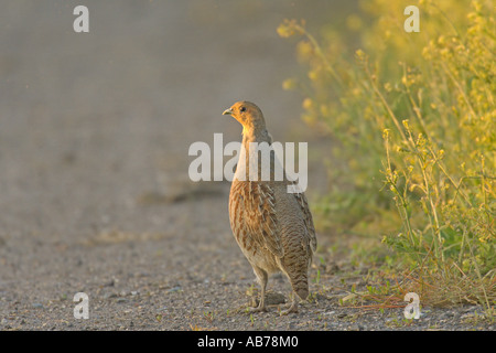 La starna Perdix perdix molla adulto a bordo campo Hertfordshire Inghilterra possono Foto Stock