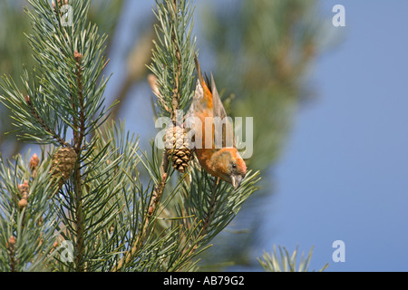 Common crossbill Loxia curvirostra maschio adulto in pino silvestre Surrey in Inghilterra Aprile Foto Stock