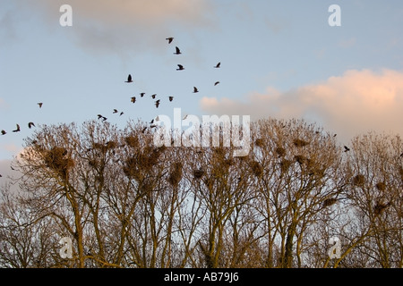 Rooks Corvus frugilegus a rookery nella luce della sera Bedfordshire Inghilterra Aprile Foto Stock