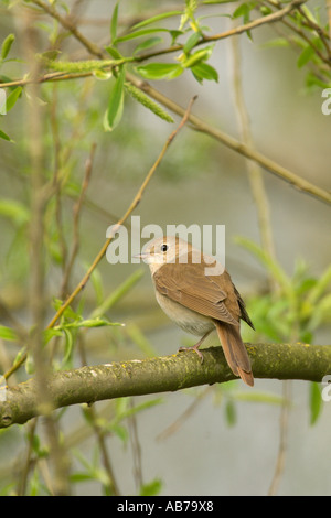 Nightingale Luscinia megarhynchos adulto Cambridgeshire Inghilterra Aprile Foto Stock