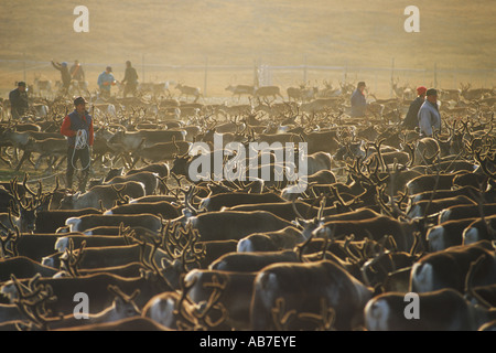 Lapponi contrassegnando la loro renne nella penna gigante durante il roundup in Swedens Arctic Lapland Foto Stock