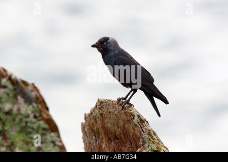 Taccola Corvus monedula appollaiato sulla roccia con sfondo con cielo nuvoloso Foto Stock