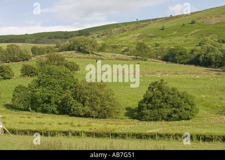 Aquilone rosso di alimentazione in corrispondenza del sito Gigrin Farm Rhayader Powys Galles Centrale Foto Stock