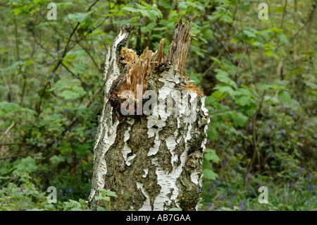 Il marcio argento betulla moncone Inghilterra Foto Stock