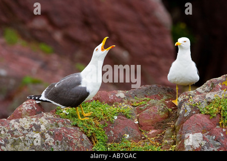 Due Lesser black backed gabbiani Larus fuscus permanente sulla roccia con un collo teso skokholm chiamante Foto Stock