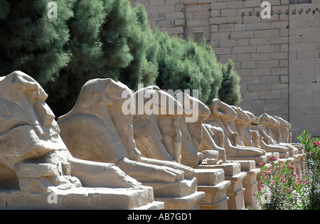 Viale di Sfingi dalla testa d'ariete Karnak Egitto Foto Stock