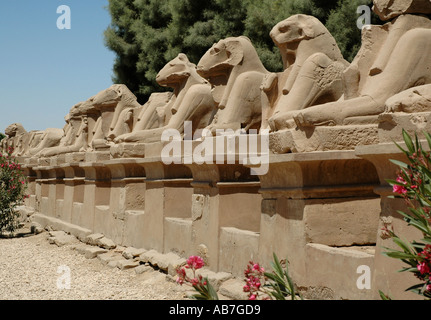 Viale di Sfingi dalla testa d'ariete Karnak Egitto Foto Stock