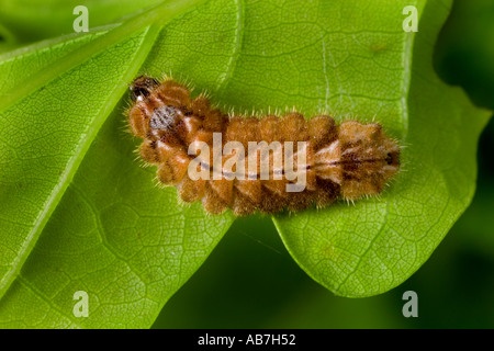 Viola Hairstreak Neozephyrus quercus Lavae alimentazione su foglie di quercia potton bedfordshire Foto Stock