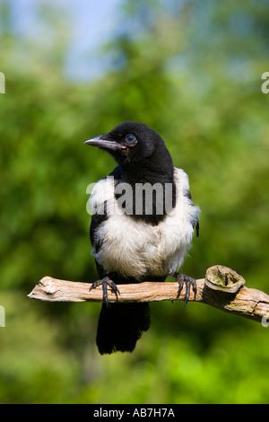 Giovani Gazza Pica pica appollaiato sul ramo con un bel al di fuori della messa a fuoco lo sfondo potton bedfordshire Foto Stock