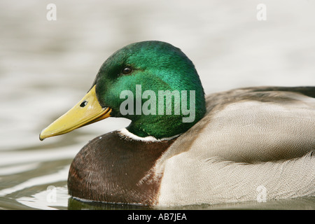 Close up di Mallard duck Foto Stock