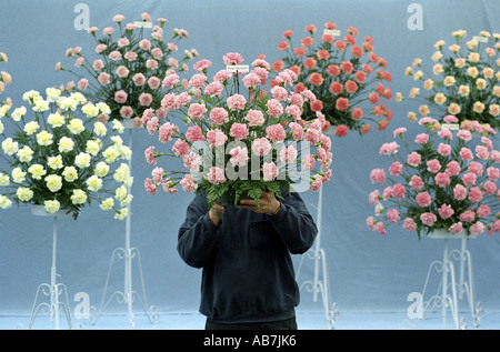 Un nuovo concorrente nel flower show a tre contee mostrano a Malvern Worcestershire orgogliosamente mostra fuori il suo garofani Foto Stock