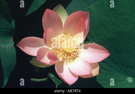 East Indian lotus (Nelumbo nucifera), American lotus (Nelumbo lutea), Apr 92, Sri Lanka Foto Stock