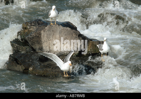 Giallo-zampe (gabbiano Larus cachinnans), giallo-gambe pesca gabbiani Foto Stock