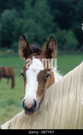 Lewitzer Schecke pony (Equus przewalskii f. caballus), puledro, ritratto Foto Stock