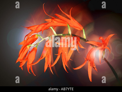 Orchidee tropicali (Ada aurantiaca) Foto Stock