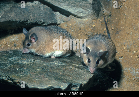 Spinosa cretese mouse (Acomys minous), due individui seduti su una pietra Foto Stock