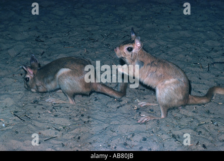 Springhare, springhaas, saltando lepre (Pedetes capensis) Foto Stock