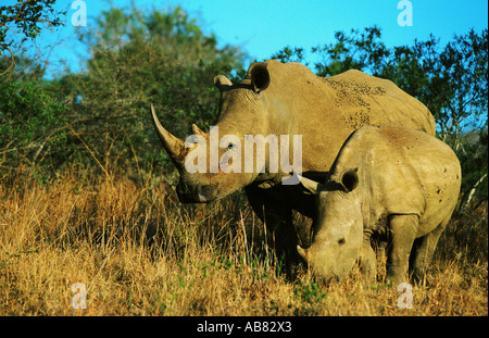 Rinoceronte bianco, quadrato-rhinoceros a labbro, erba rinoceronte (Ceratotherium simum), femmina, madre con i giovani, lato permanente da Foto Stock