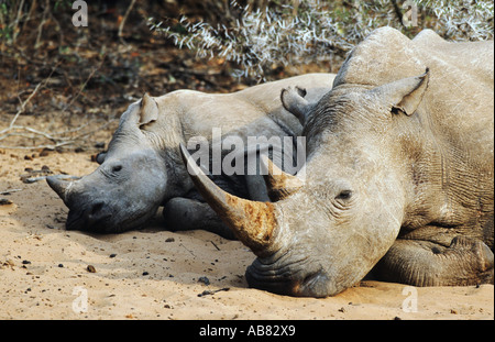 Rinoceronte bianco, quadrato-rhinoceros a labbro, erba rinoceronte (Ceratotherium simum), due individui affiancati, sleepin Foto Stock