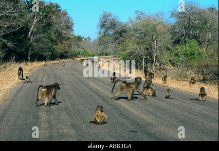 Chacma baboon (Papio ursinus), allevamento su strada, Sud Africa, Kruger NP Foto Stock