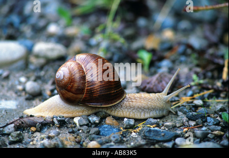 Lumaca romano, escargot, escargot lumaca, commestibili, lumaca lumaca Apple, grapevine lumaca, Vigna lumaca, vine lumaca (Helix pomatia), Foto Stock