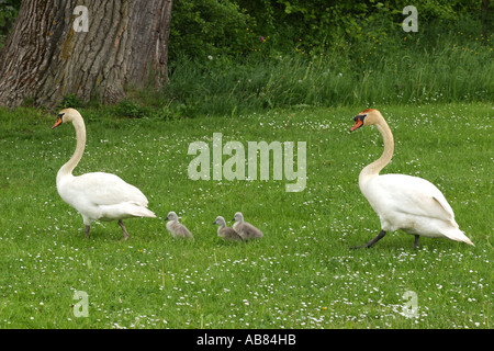 Cigno (Cygnus olor), Giovane con cygnets, Germania Foto Stock