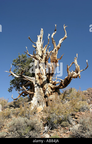 Bristlecone pine (Pinus aristata), più antico vivente sulla terra, quasi 5000 anni, Stati Uniti, California Foto Stock