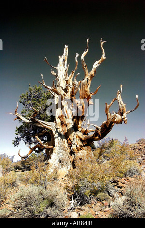 Bristlecone pine (Pinus aristata), più antico vivente sulla terra, quasi 5000 anni, Stati Uniti, California, White Mountains Foto Stock