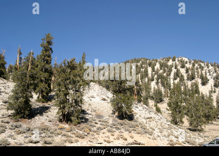 Bristlecone pine (Pinus aristata), il più antico le cose viventi sulla terra, quasi 5000 anni di alberi in questa foresta, USA, Californ Foto Stock