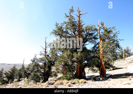 Bristlecone pine (Pinus aristata), il più antico le cose viventi sulla terra, quasi 5000 anni di alberi in questa foresta, USA, Californ Foto Stock