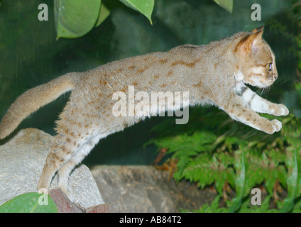 Rusty-spotted cat (Prionailurus rubiginosus, Felis rubiginosus), saltando, Sri Lanka Foto Stock