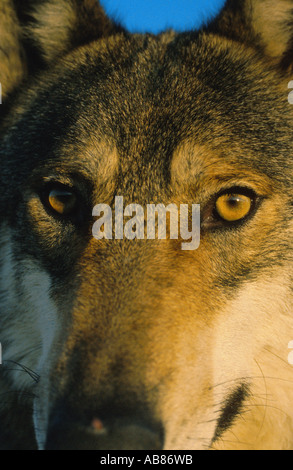 Unione lupo (Canis lupus lupus), Italia, Abruzzo NP, Maiella mountain range Foto Stock