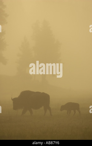 Bisonti americani, Buffalo (Bison bison), madre e vitello vagare attraverso il prato su misty dawn, STATI UNITI D'AMERICA Foto Stock