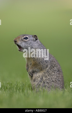 Uinta scoiattolo di terra (Spermophilus armatus), chiamando in allarme come avvertimento per gli altri, STATI UNITI D'AMERICA Foto Stock
