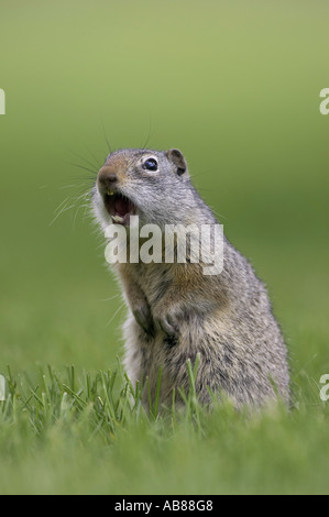 Uinta scoiattolo di terra (Spermophilus armatus), chiamando in allarme come avvertimento per gli altri, STATI UNITI D'AMERICA Foto Stock